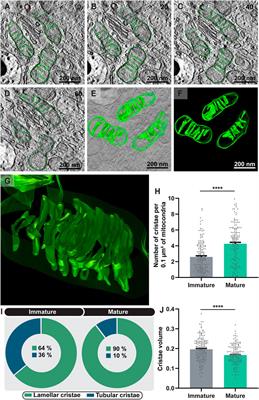 Mitochondrial Population in Mouse Eosinophils: Ultrastructural Dynamics in Cell Differentiation and Inflammatory Diseases